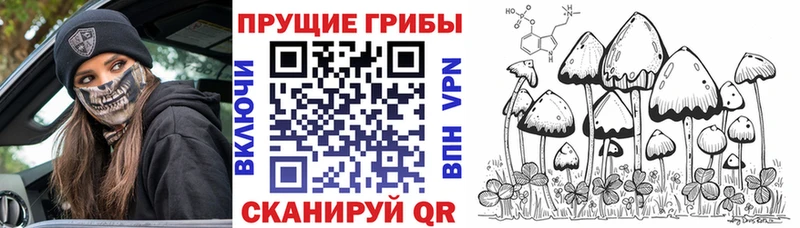 где можно купить   Юрга  Галлюциногенные грибы GOLDEN TEACHER 